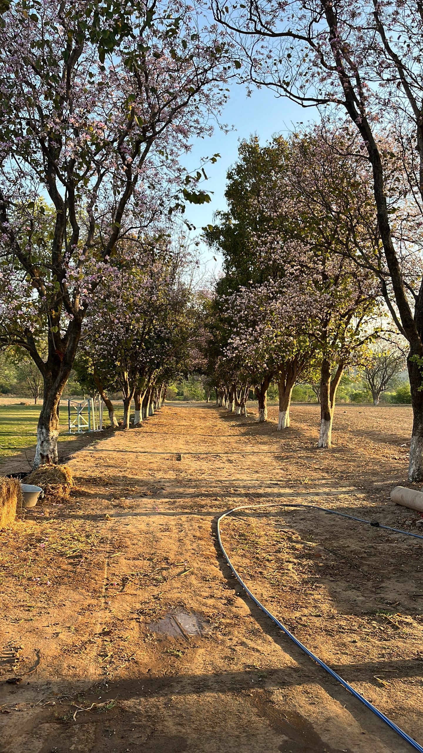 The jacaranda avenue between the paddocks